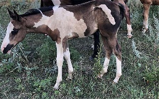 Wildfire Black Overo Paint Filly Paints for Larchwood, IA