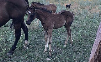 Sea Biscuit Black Paint Filly Paints for Larchwood, IA