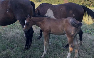 Star Gazer Bay Roan Paint Stallion Paints for Larchwood, IA