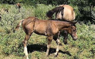 Red Hot Chili Pepper Buckskin Paint Filly Paints for Larchwood, IA