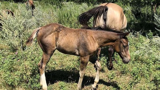 Red Hot Chili Pepper Buckskin Paint Filly