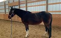 Shadow Bay Other Mare Other breeds for Perry, MI