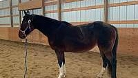 Shadow Bay Other Mare