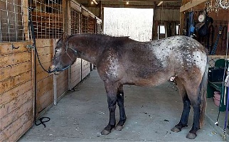 Duchess Bay Pony Colt Ponies for Fremont, MI