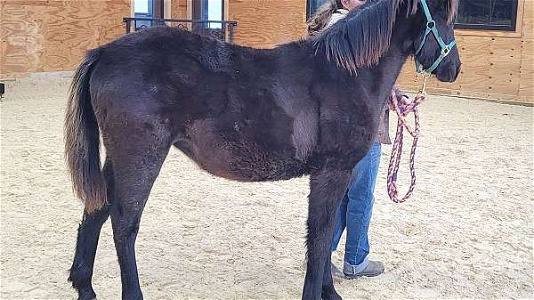 Black Tennessee Walking Filly