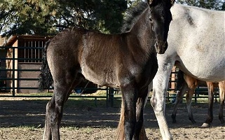 Honey Grey Andalusian Colt Andalusian for Milton-Freewater, OR