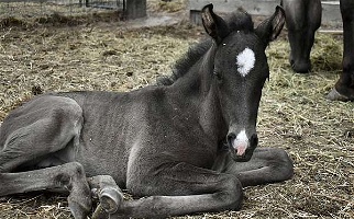 Bandit Smokey Black Andalusian Colt Andalusian for Milton-Freewater, OR