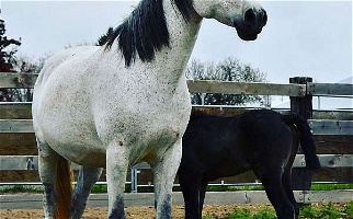 Diesel Grey Andalusian Mare Andalusian for Milton-Freewater, OR