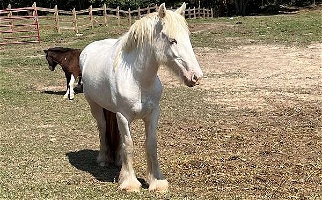 Cute and Blue eyed Sabino Gypsy Vanner Filly Gypsy Vanner for Eagle Point, OR