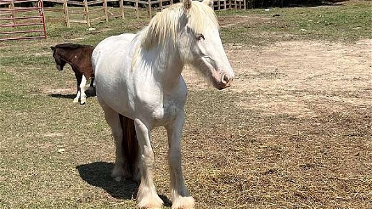 Cute and Blue eyed Sabino Gypsy Vanner Filly