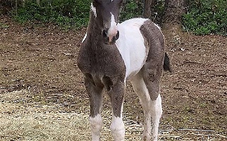 Rhythm Black Tennessee Walking Colt Tennessee Walking Horse for Camp Sherman, OR