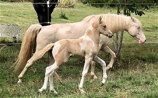 Goliath Palomino Draft Filly Draft for Camp Sherman, OR