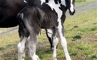Sport Horse With Flash Black Draft Colt Draft for Camp Sherman, OR