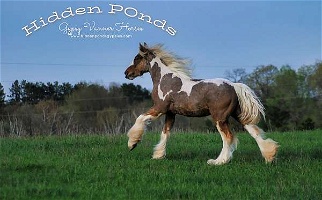 National Champion Sired Blue Eyed Silver Pintaloosa Colt Gypsy Vanner for Isanti, MN