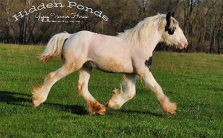 Quality Piebald Gypsy Vanner Filly Gypsy Vanner for Isanti, MN