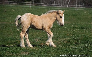 Super Fancy Champion Sired Palomino Colt Gypsy Vanner for Isanti, MN