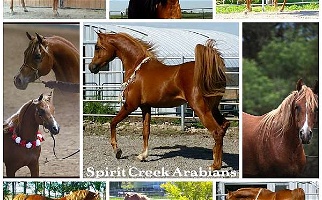 Ss Prince Tru Magnum Chestnut Arabian Stallion Arabian for Wanamingo, MN