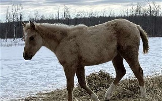 Spree Palomino Quarter Pony Filly Ponies for Hinckley, MN