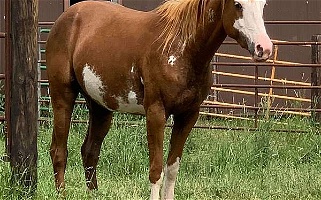 Lacey Sorrel Overo Paint Filly Paints for Hinckley, MN