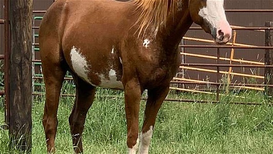 Lacey Sorrel Overo Paint Filly