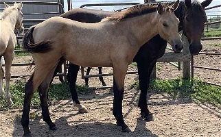 Charmer Buckskin Quarter Pony Colt Ponies for Hinckley, MN