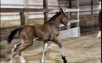 Bay Clydesdale Sporthorse Filly Friesians for Graysville, OH