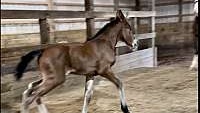 Bay Clydesdale Sporthorse Filly