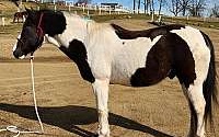 Trade 2013 Tobiano Paint Gelding Paints for Millersburg, OH