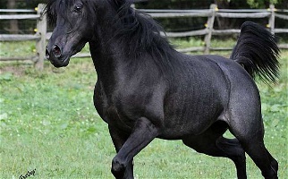 Black Arabian Straight Egyptian Stallion Arabian for Hubbard, OH