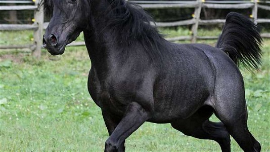 Black Arabian Straight Egyptian Stallion