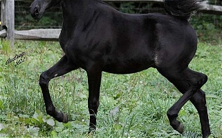 Straight Egyptian Black Arabian 2022 Colt Arabian for Hubbard, OH