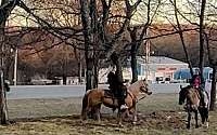 Kasha Gorgeous Dapple Palomino Quarter Horse Filly Quarter for Tahlequah, OK