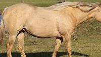 Beautiful 6 Year Old Dunalino Quarter Horse Mare
