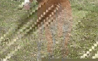Splash Highbrow Sorrel Quarter Horse Colt Quarter for Pawnee, OK