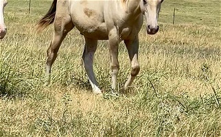 Classic Champagne Tobiano Paint Gelding Paints for Pawnee, OK