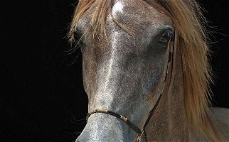 Straight Russian Grey Arabian Filly Arabian for Okmulgee, OK