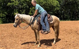 Gentle, Kind, Flashy, Ready for Training Palomino Quarter Horse Filly Quarter for Wynnewood, OK