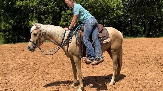 Gentle, Kind, Flashy, Ready for Training Palomino Quarter Horse Filly