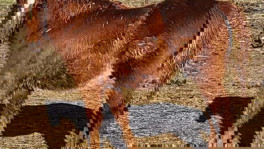 Bar W Cowboy 2240 Quarter Horse Colt