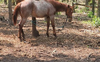 Beautiful Red Roan Quarter Horse Filly Quarter for De Motte, IN