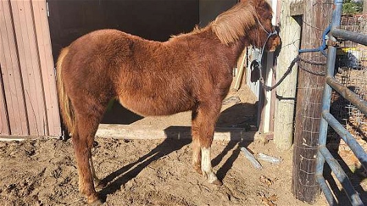 Stocky Well Bred AQHA Sorrel Quarter Horse Filly