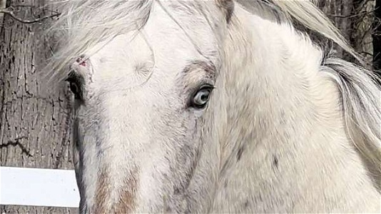 Blue Eyed Friesian Appaloosa Stallion
