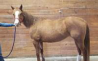 2004 QH Chestnut Quarter Horse Mare Quarter for Hanover, IL