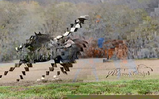 Flashy Prospect Smokey Black Quarter Horse Mare Quarter for Pocahontas, IL