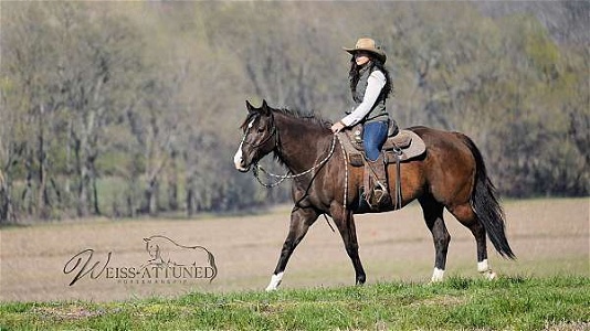 Flashy Prospect Smokey Black Quarter Horse Mare