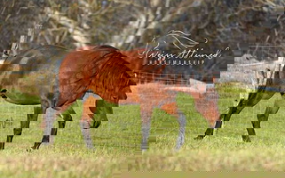 Dream Dun Quarter Horse Gelding Quarter for Pocahontas, IL
