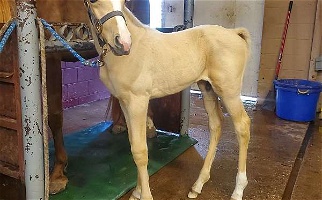 Big Palomino Tennessee Walking Colt Tennessee Walking Horse for Gravette, AR
