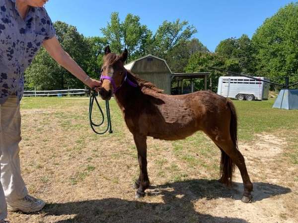 AMHR Bay Yearling Miniature Mare