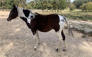 Great Performance Tobiano Paint Colt Paints for Maynard, AR