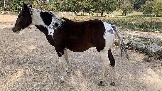 Great Performance Tobiano Paint Colt